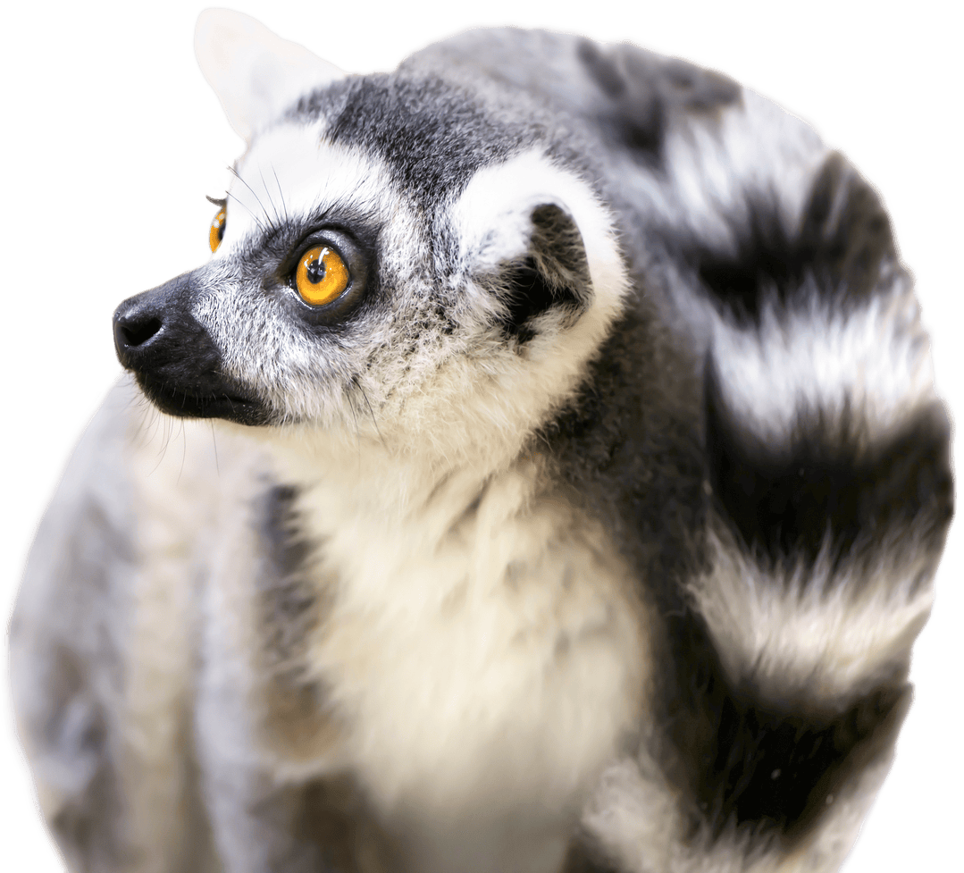 lemur