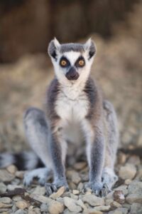 Lemur na kamieniach