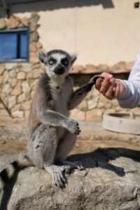 Lemur