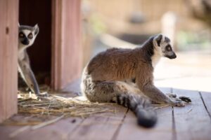 Lemur