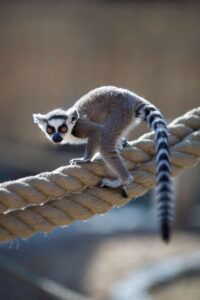 Lemur na sznurku